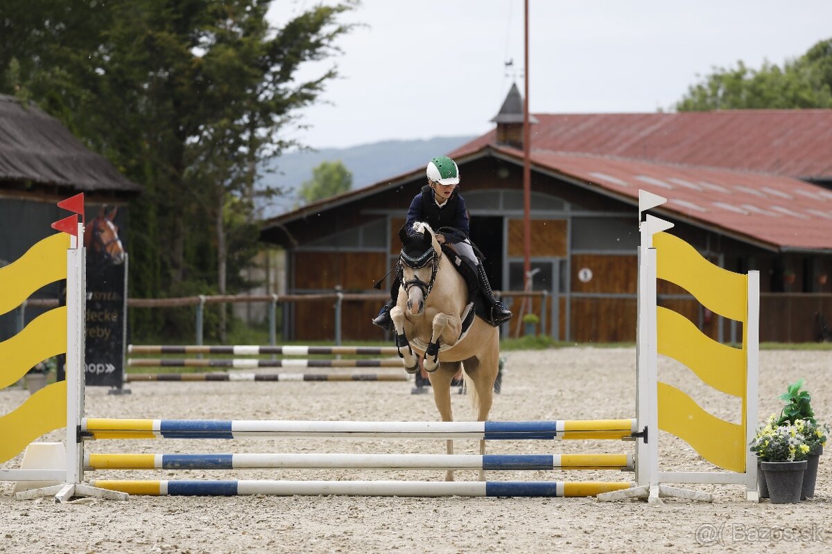 Predam pony A do parkuru, do drezur