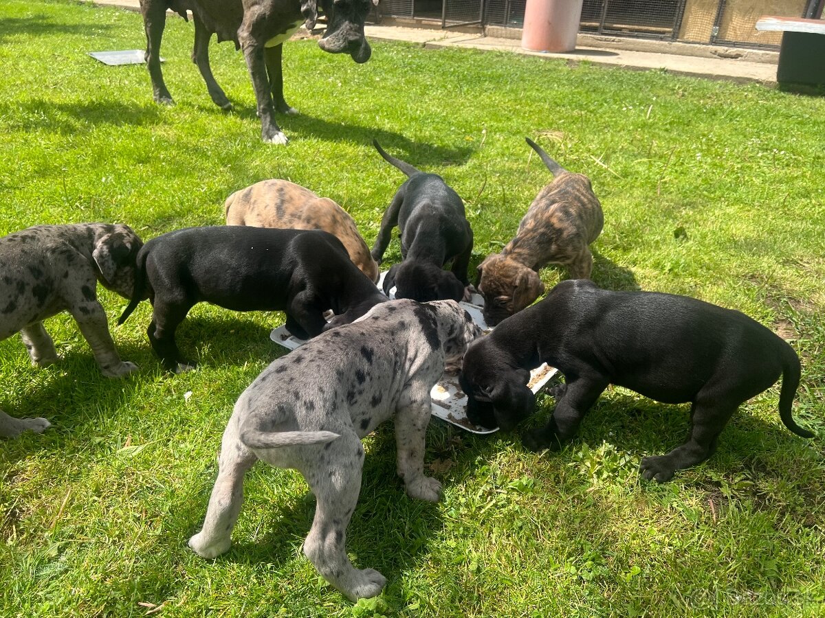 Nemecká doga
