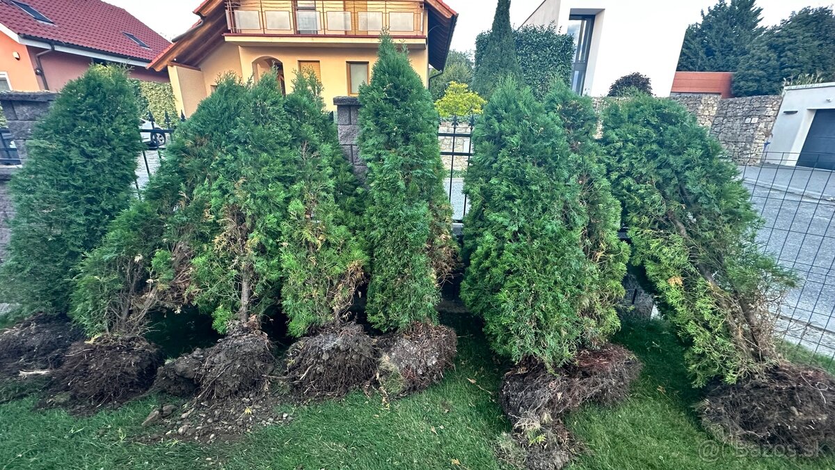 Tuja smaragd 200-220cm