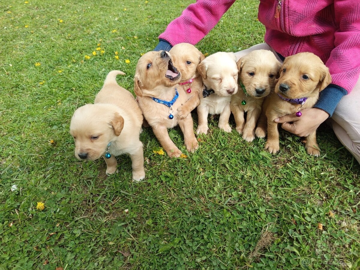 Zlatý retriever šteniatka