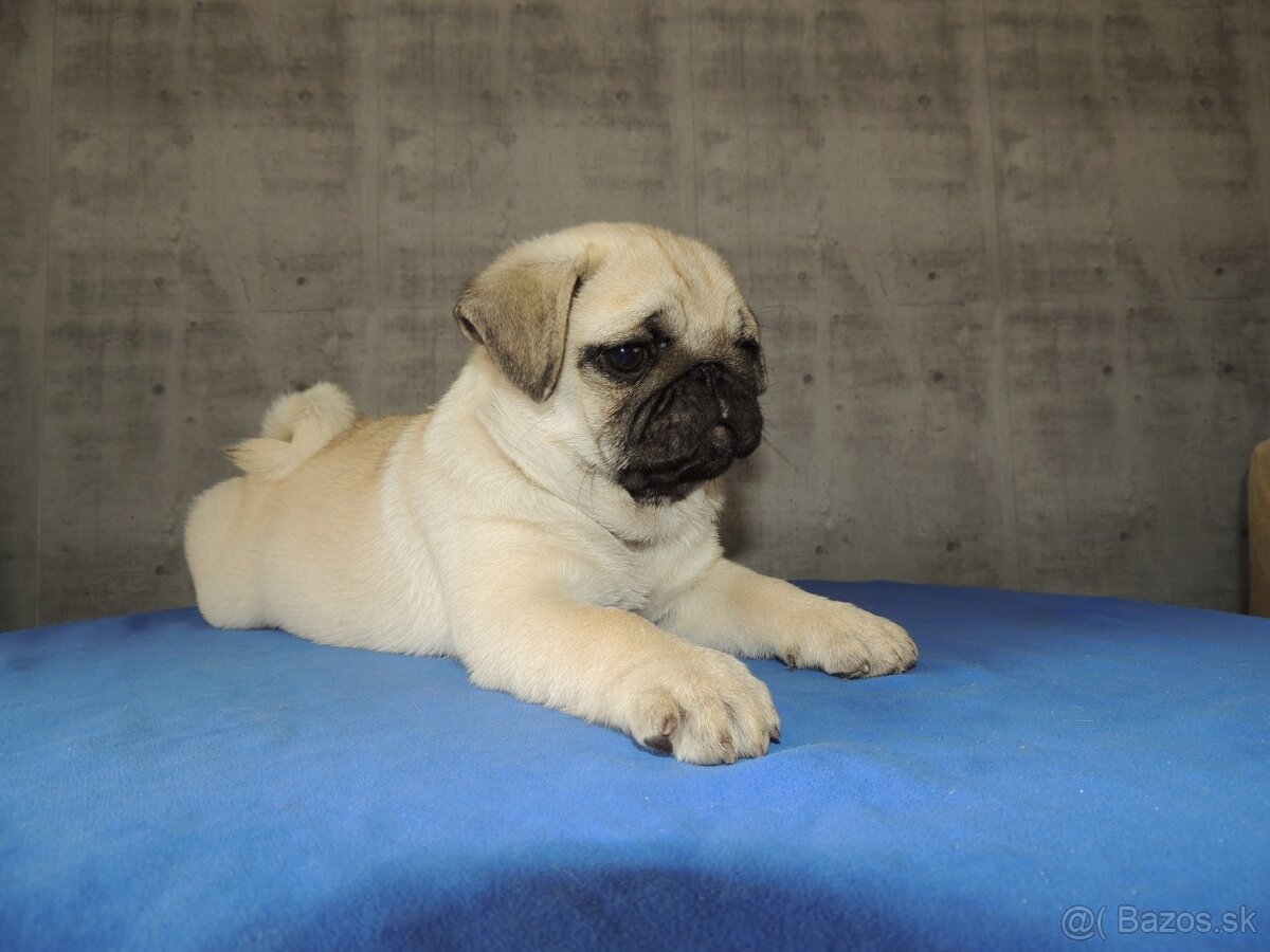 MOPS s PP.