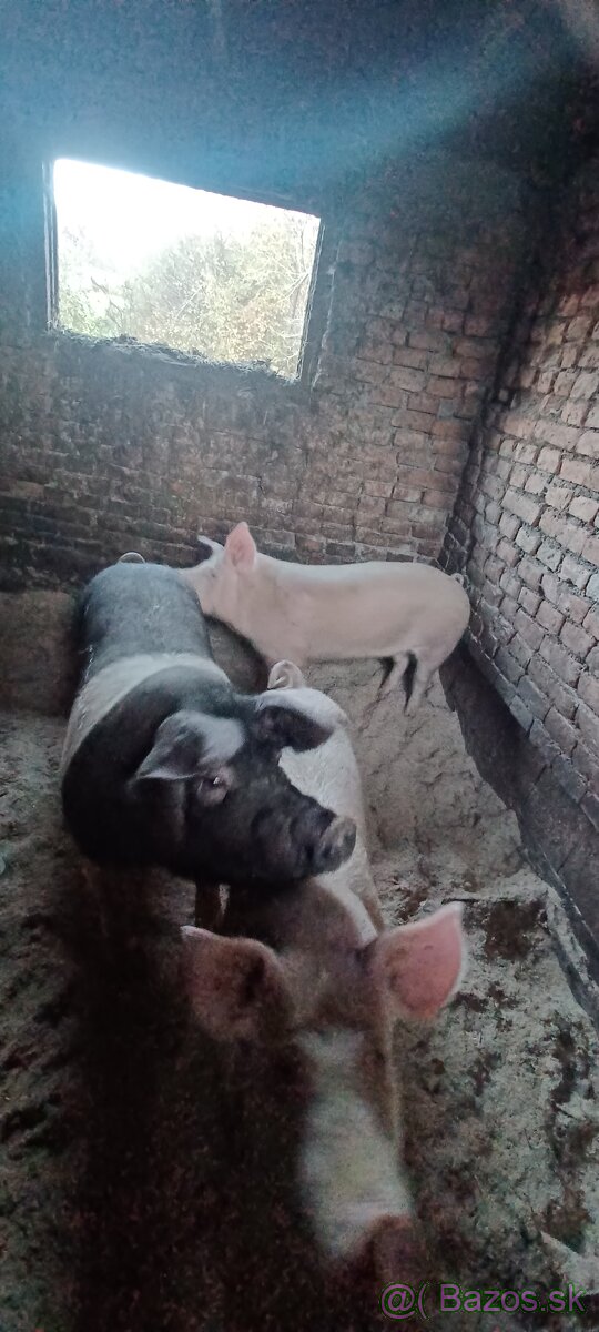 Predam jatočne ošipane