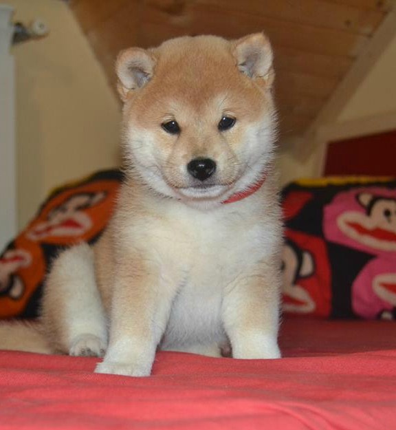 Shiba inu s PP /FCI /