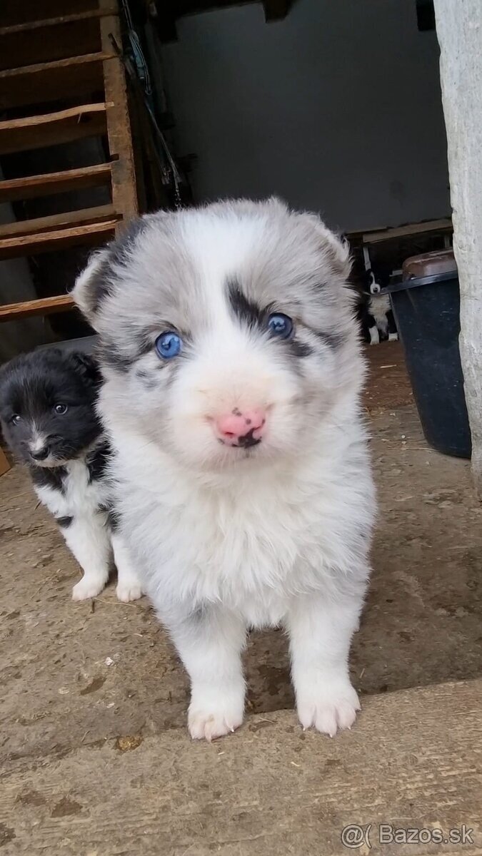 Steniatka border kolia