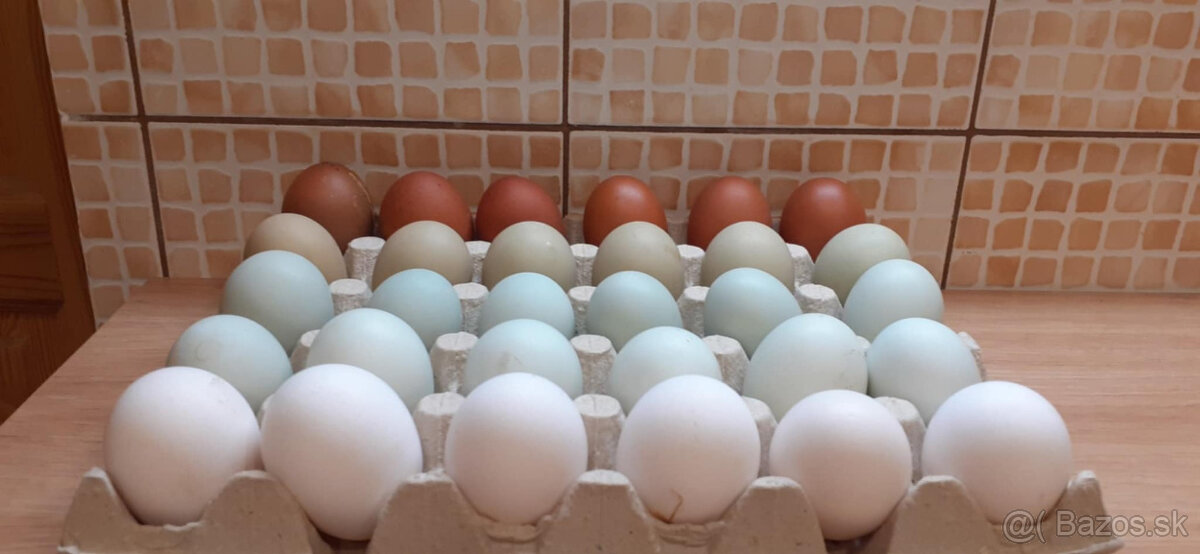 násadové vajíčka dvorový mix.