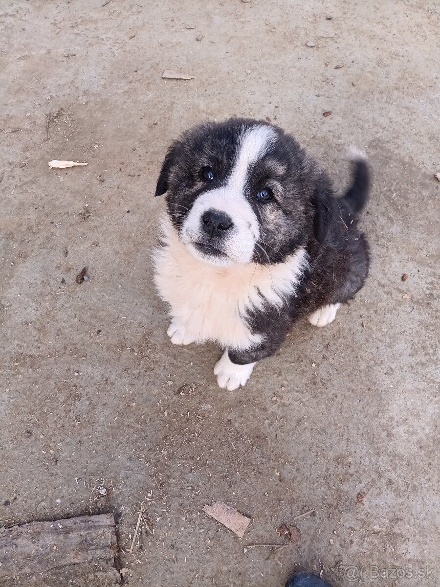 Stredoázijský ovčiak (psík)