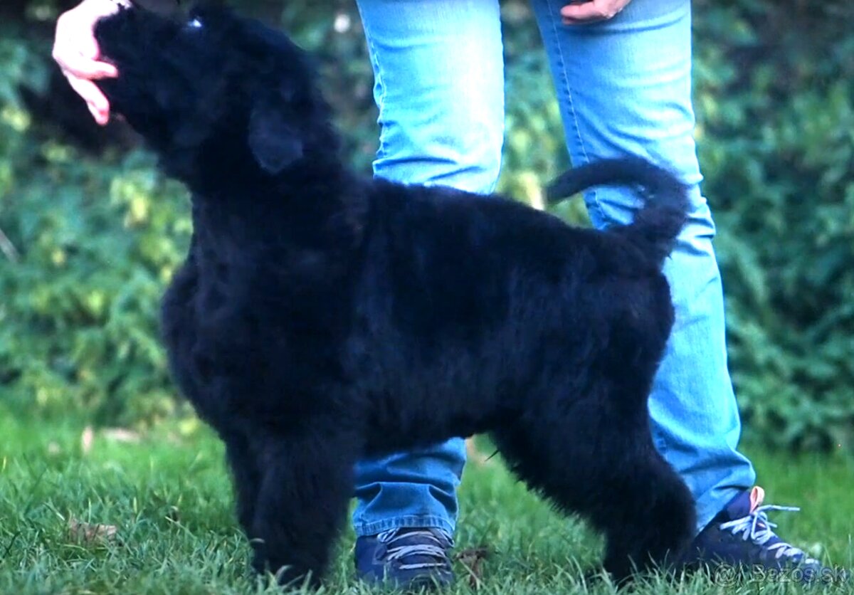 Čierny ruský teriér, nevystavované šteňa.
