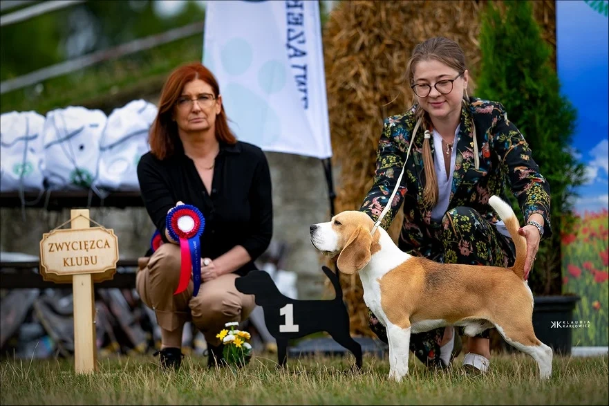 BEAGLE - bigl, beautiful puppies ZKwP/ FCI