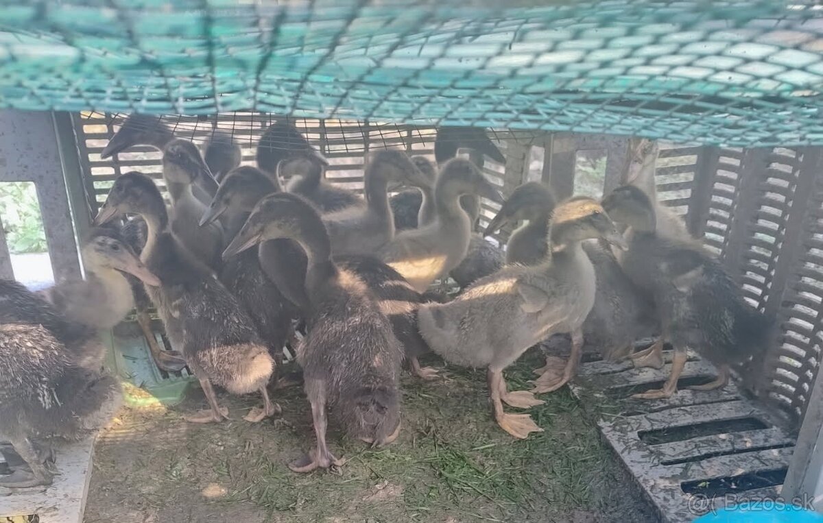 🦆 Indický bežec 🦆