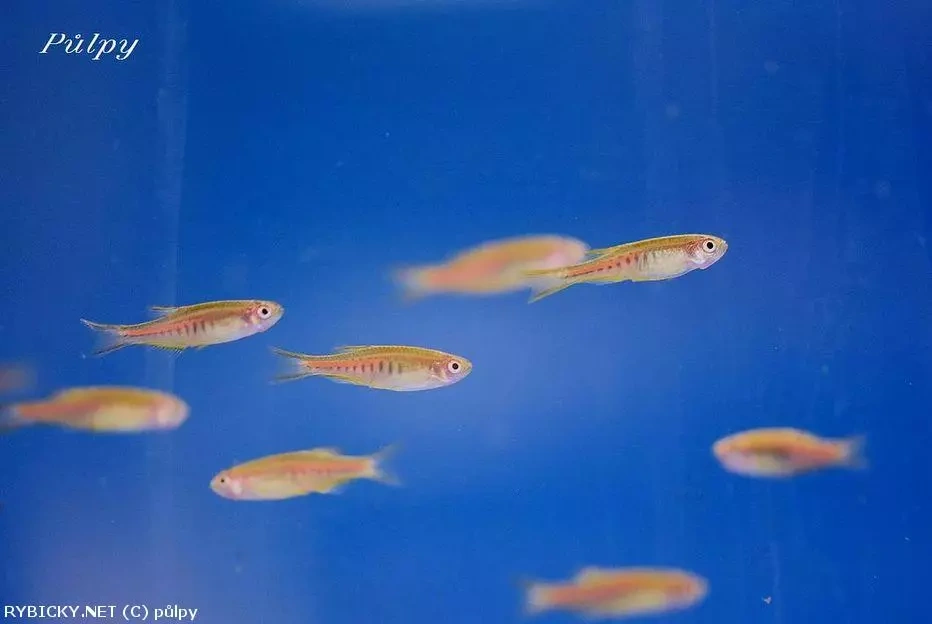 Darujem Danio Choprae - (Myanmarské) a Guramu Modrú