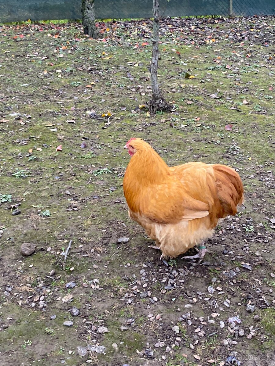 Predám orpington kohuta