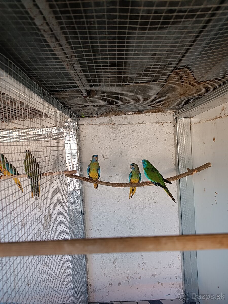 Dopyt Neofema Modrohlavá