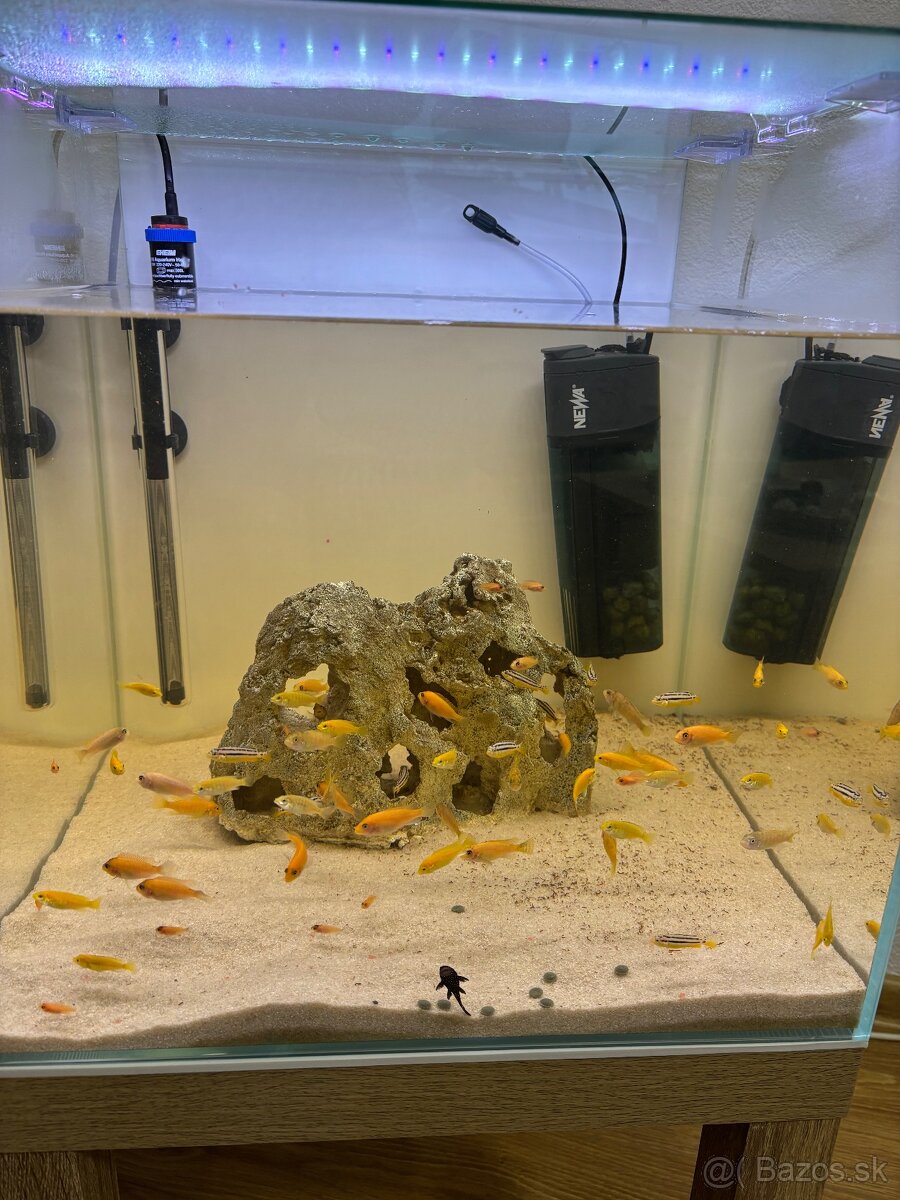 Africké cichlidy Malawi