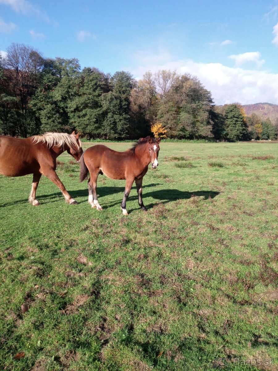Predám ťažné zriebata