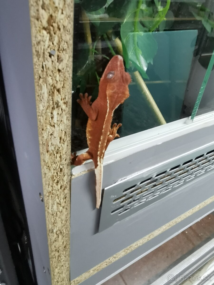 Pagekon riasnaty