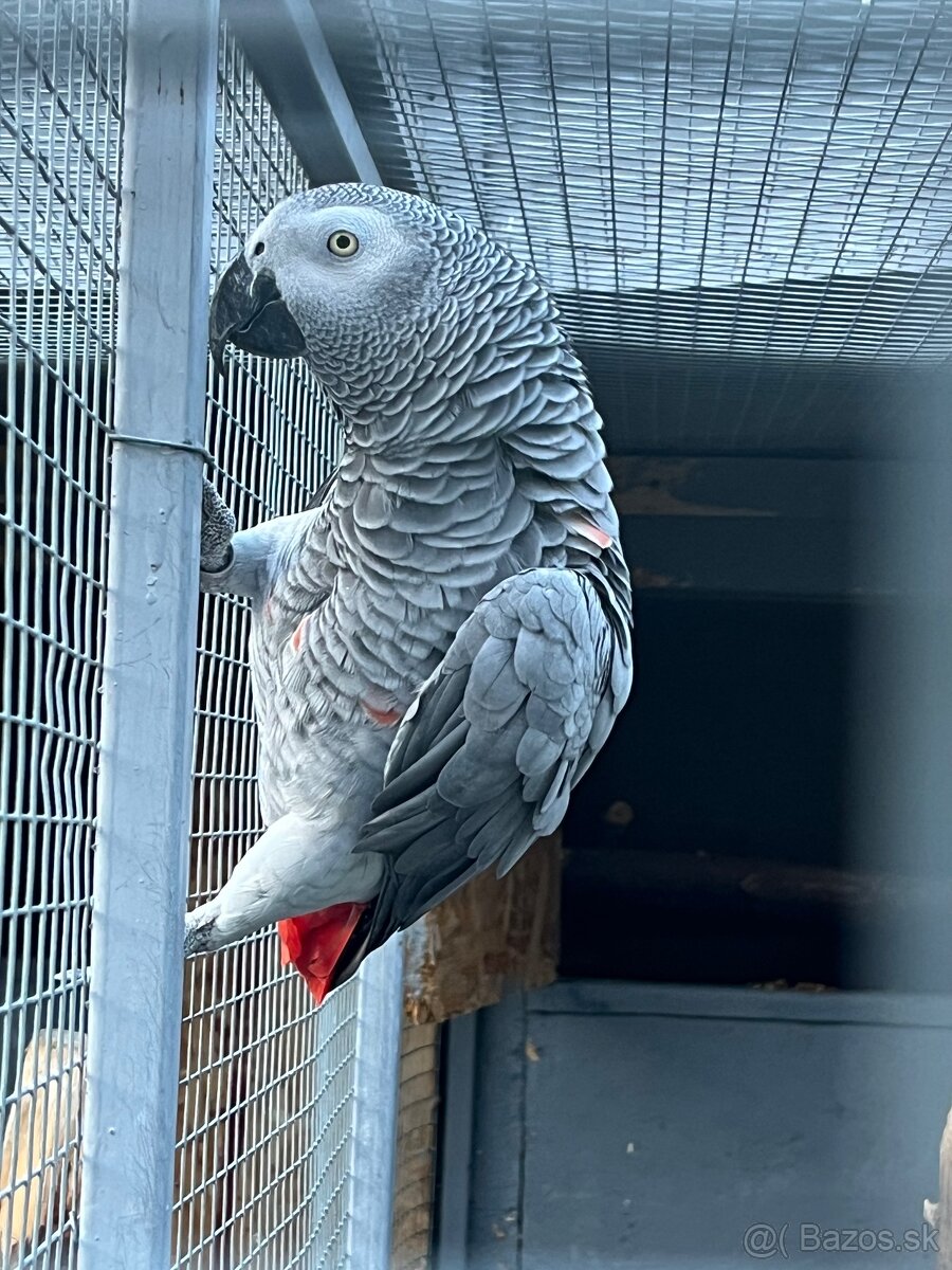 Zako Kongo
