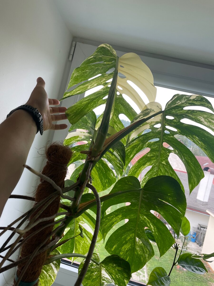 Monstera albo var