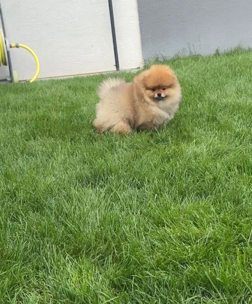 Pomeranian