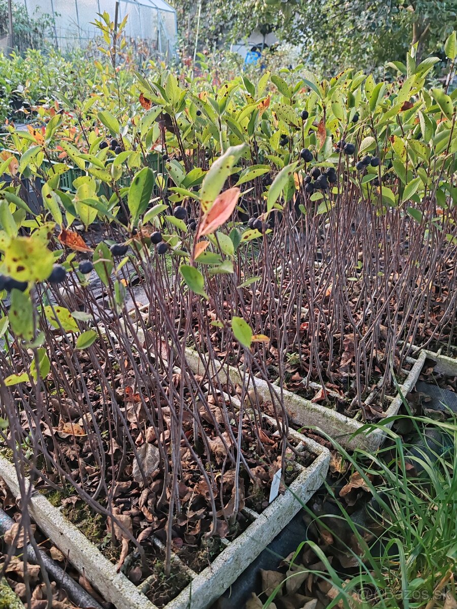 Aronia Nero,Viking