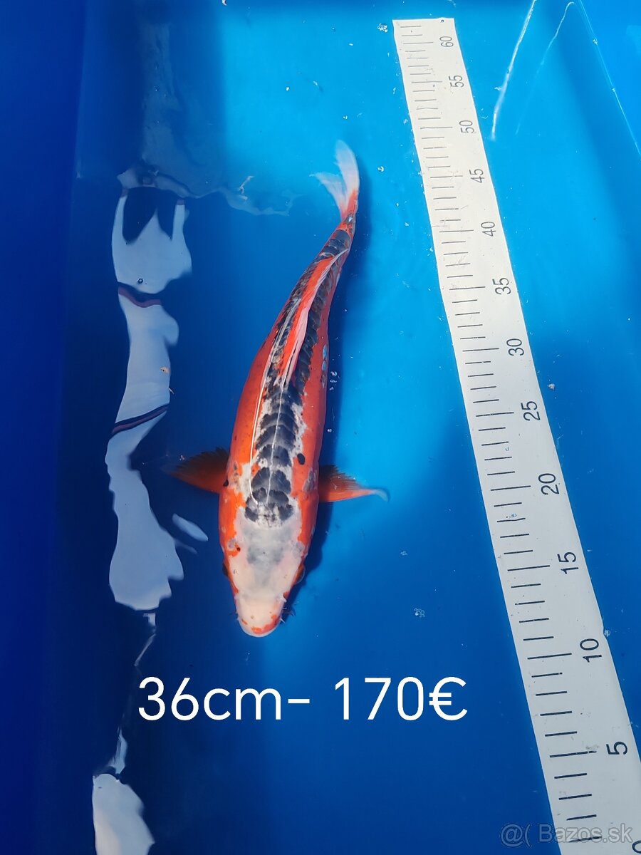Koi kapor