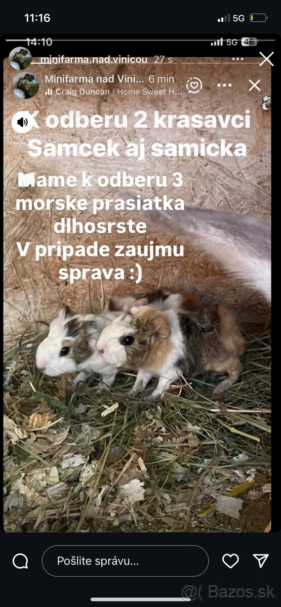 Dlhosrste morciatka