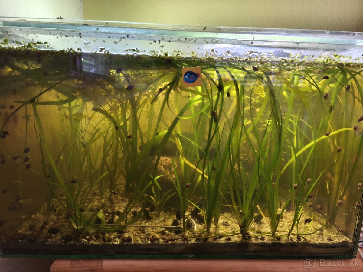 Predám akvárium 60l