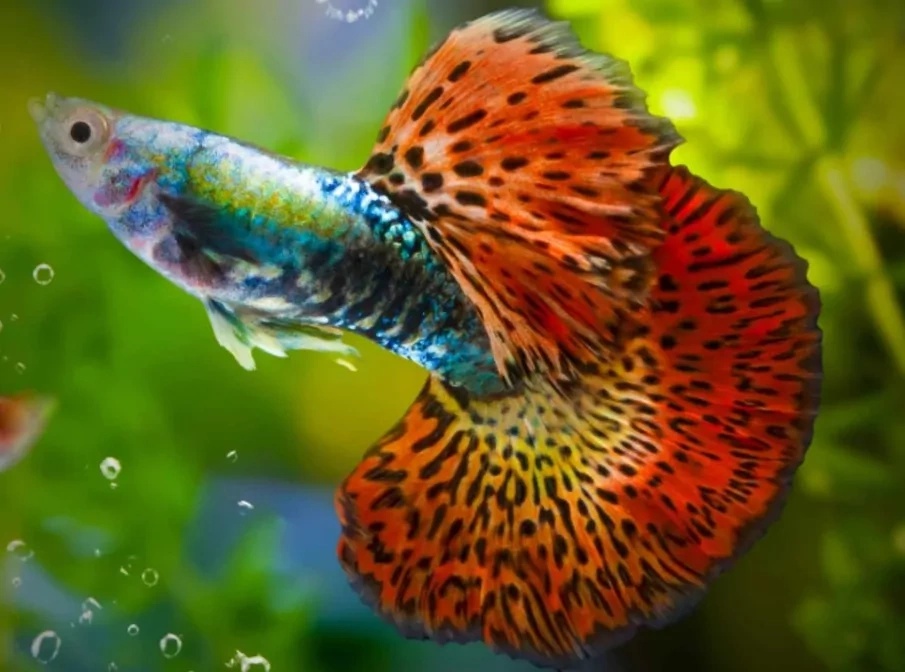 Šrot z červov pre akvarijne rybky