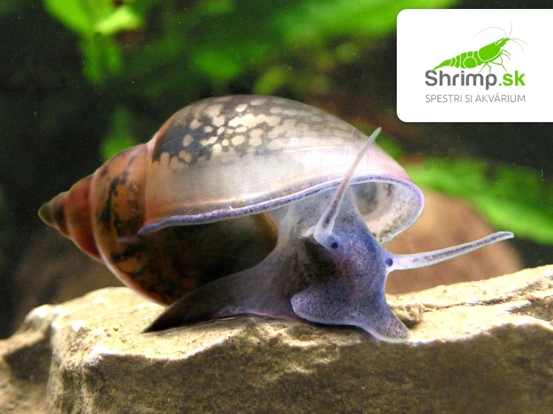 Predám slimáky – Levatka ostrá