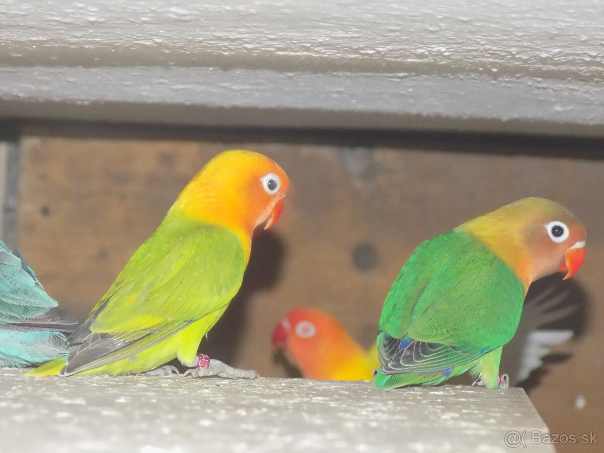 Agapornis