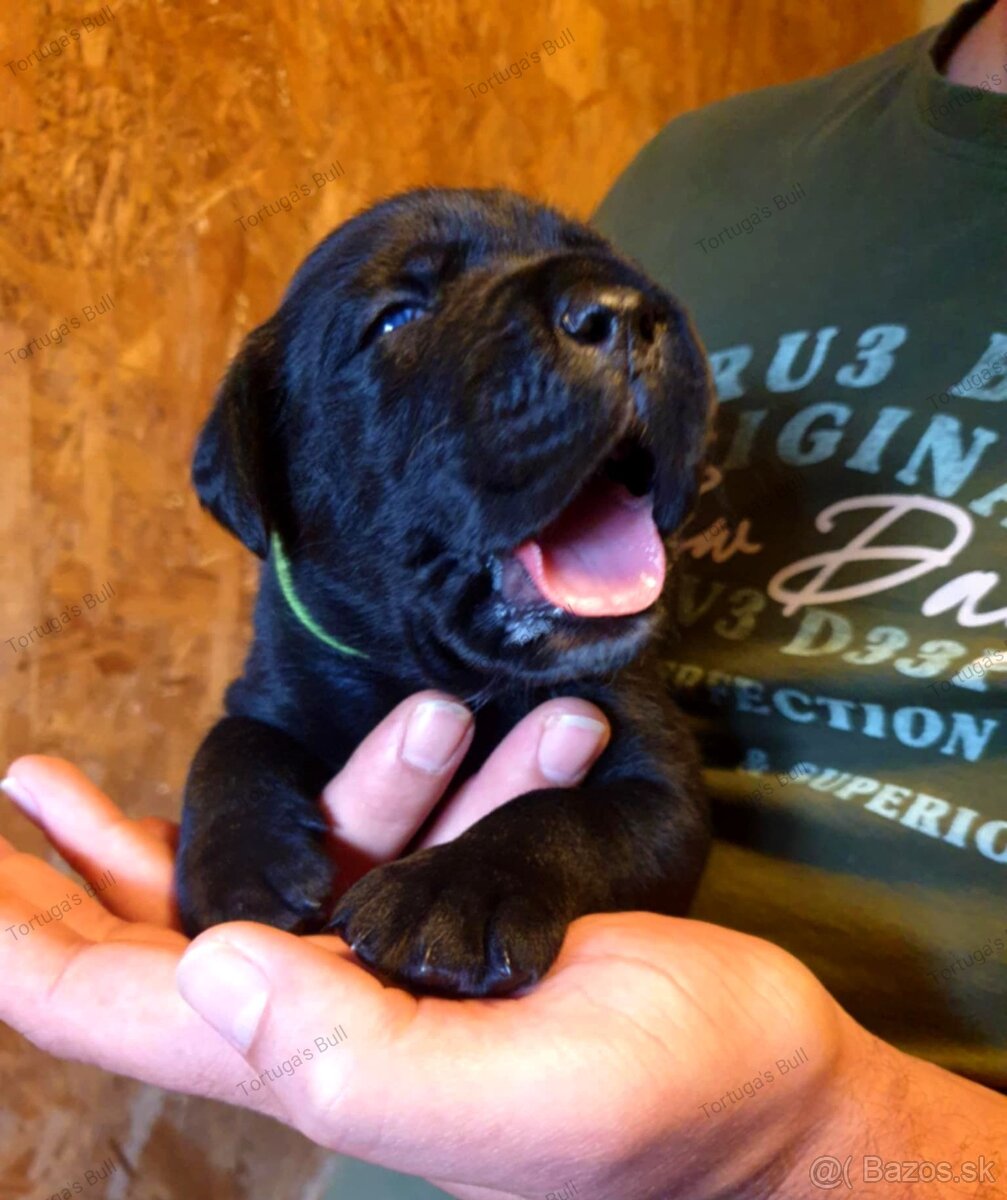 Kvalitné šteniatko Cane Corso