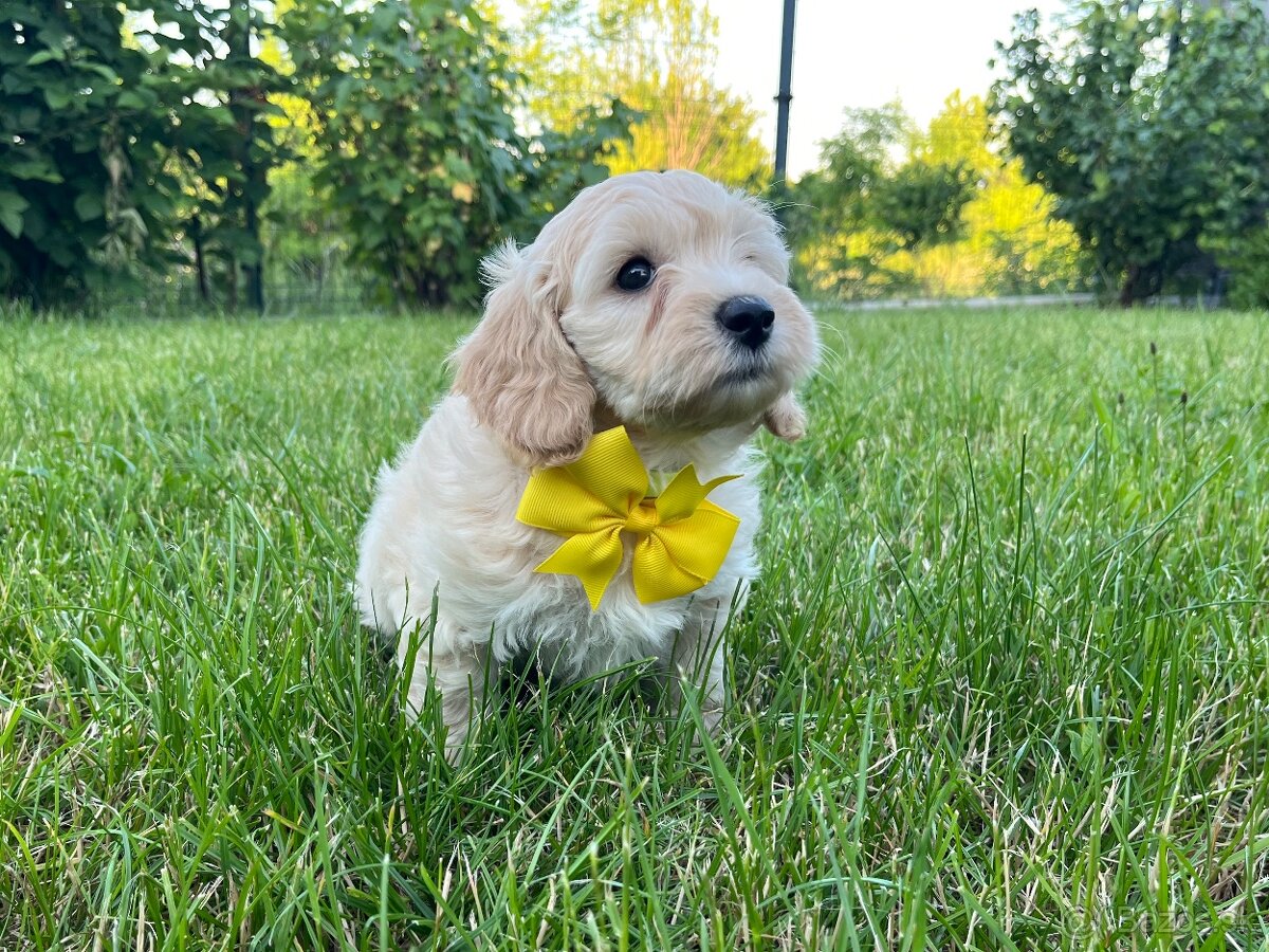 Maltipoo - šteniatko (fenka)