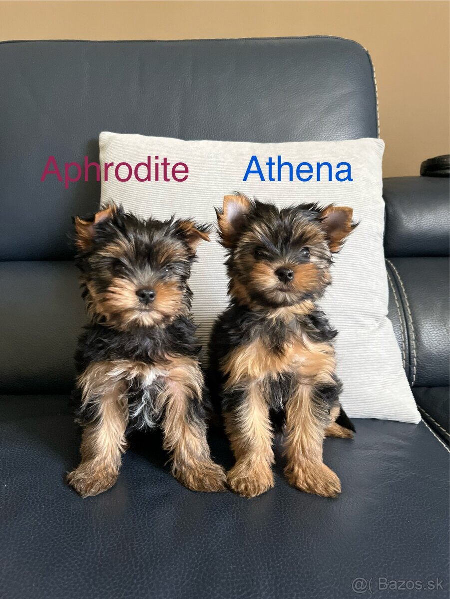 Yorkshire terrier, yorkshirsky terier s PP