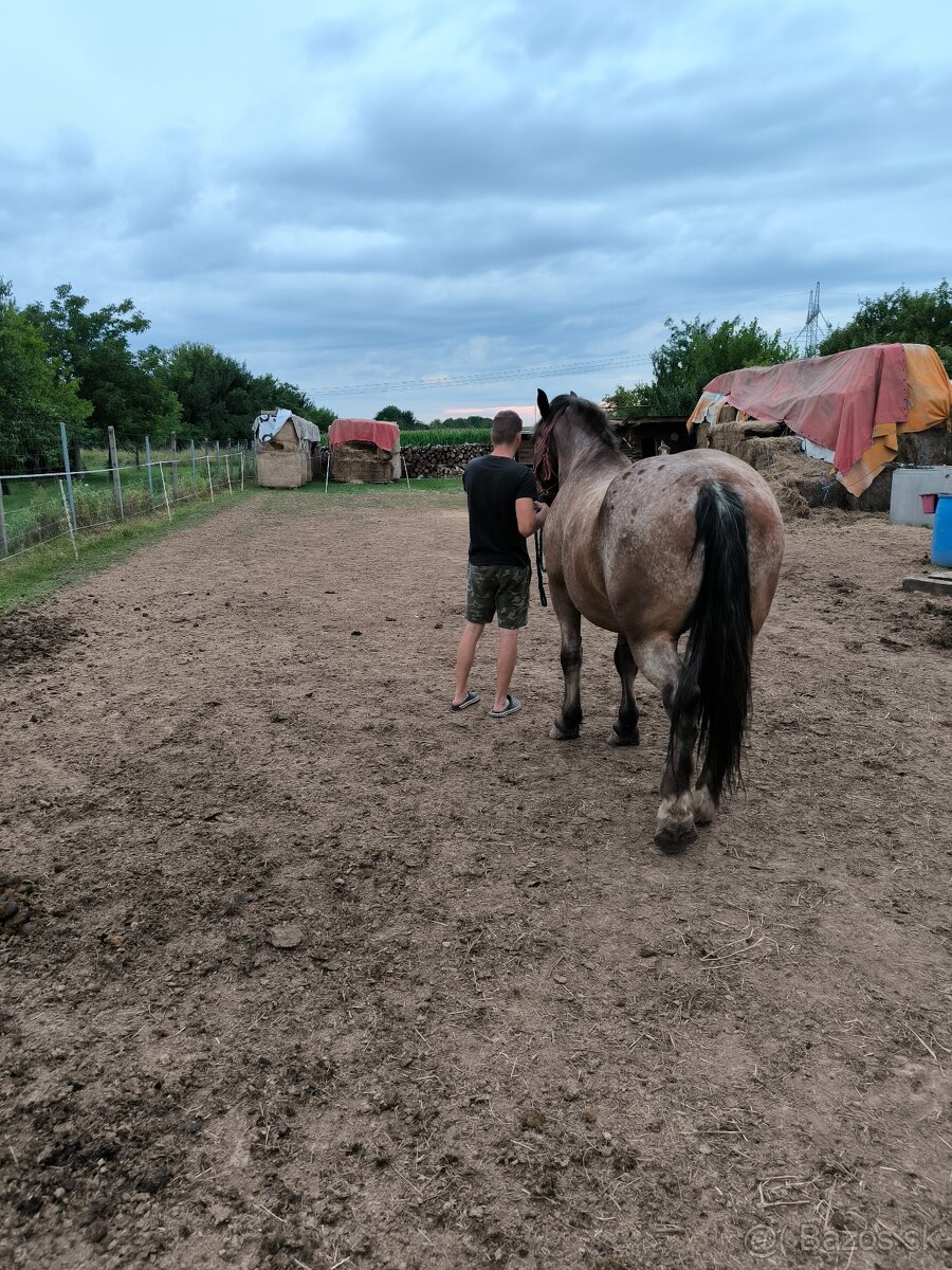 Slezký Norik