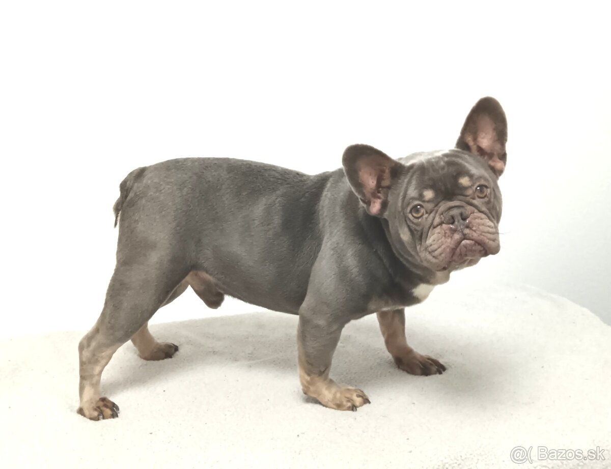 Francúzsky buldoček