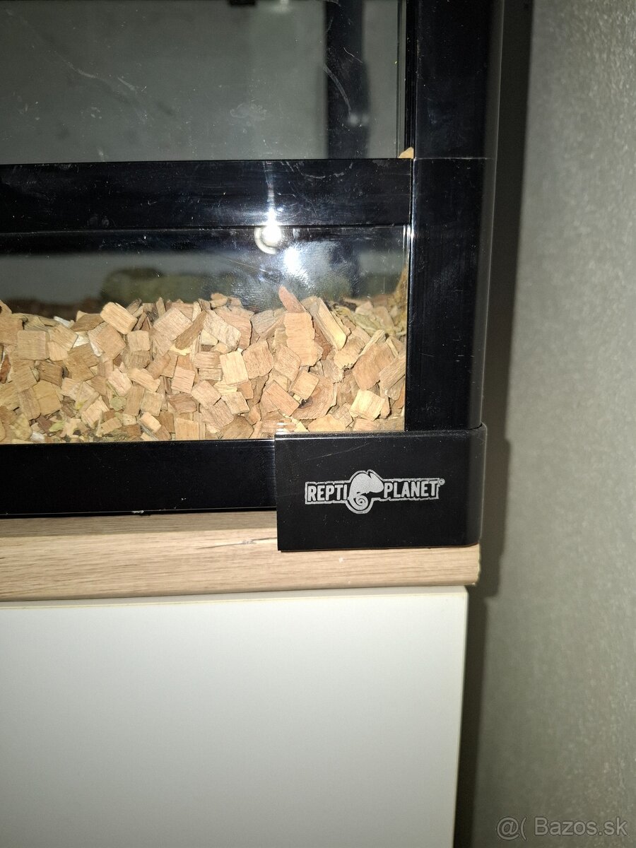 Predam korytnačku vrubenu