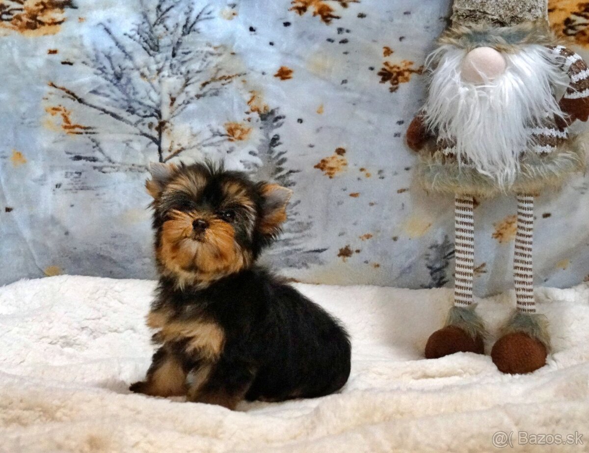 Yorkshire terrier s PP