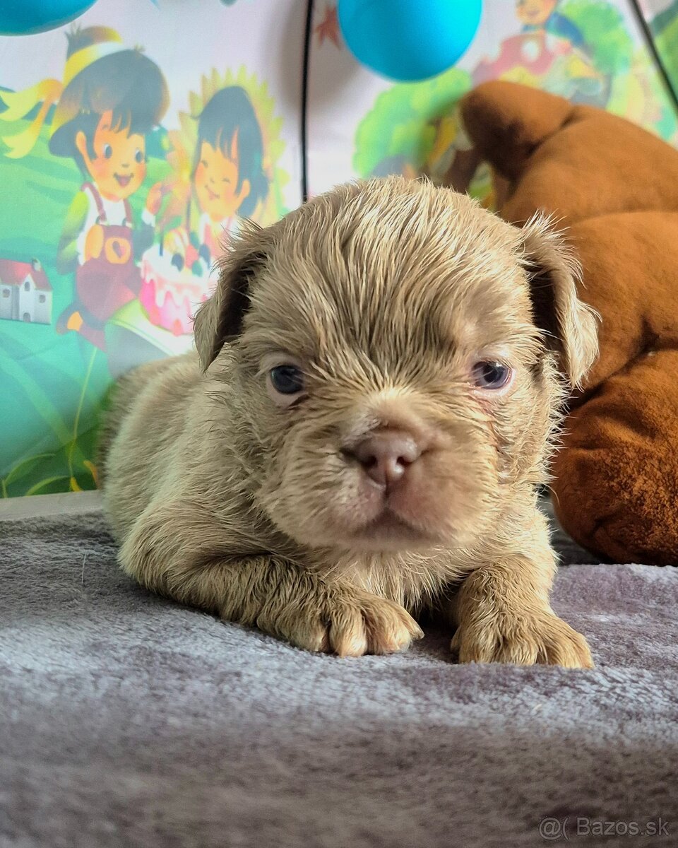 Fluffy francúzsky buldoček s PP