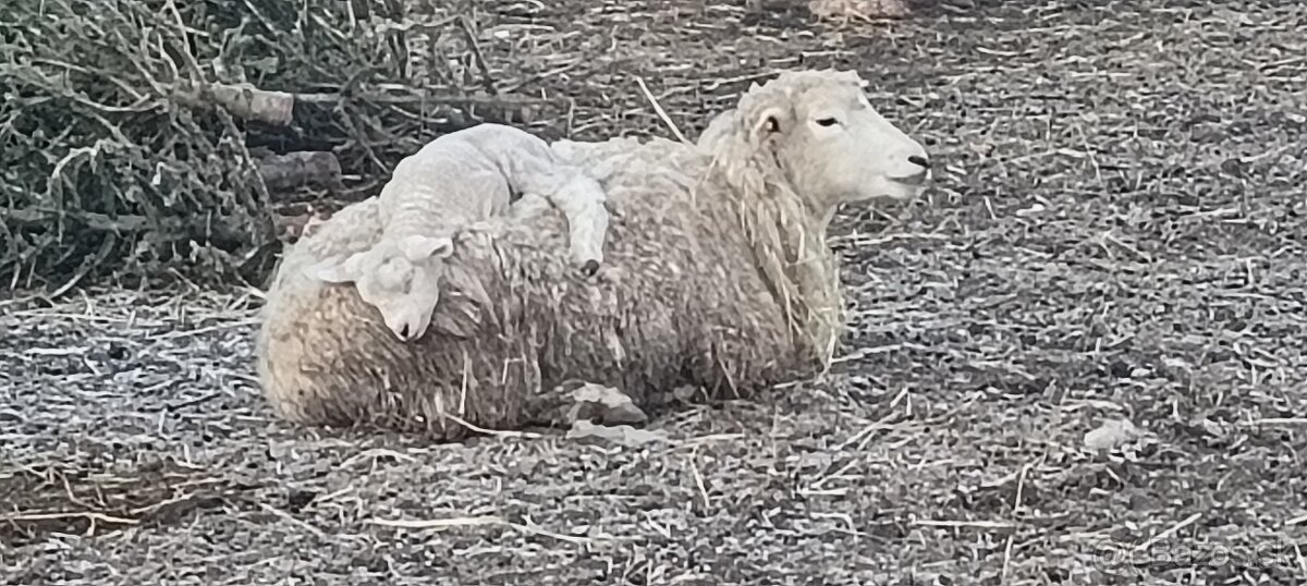 Romney Marsch baran s PP