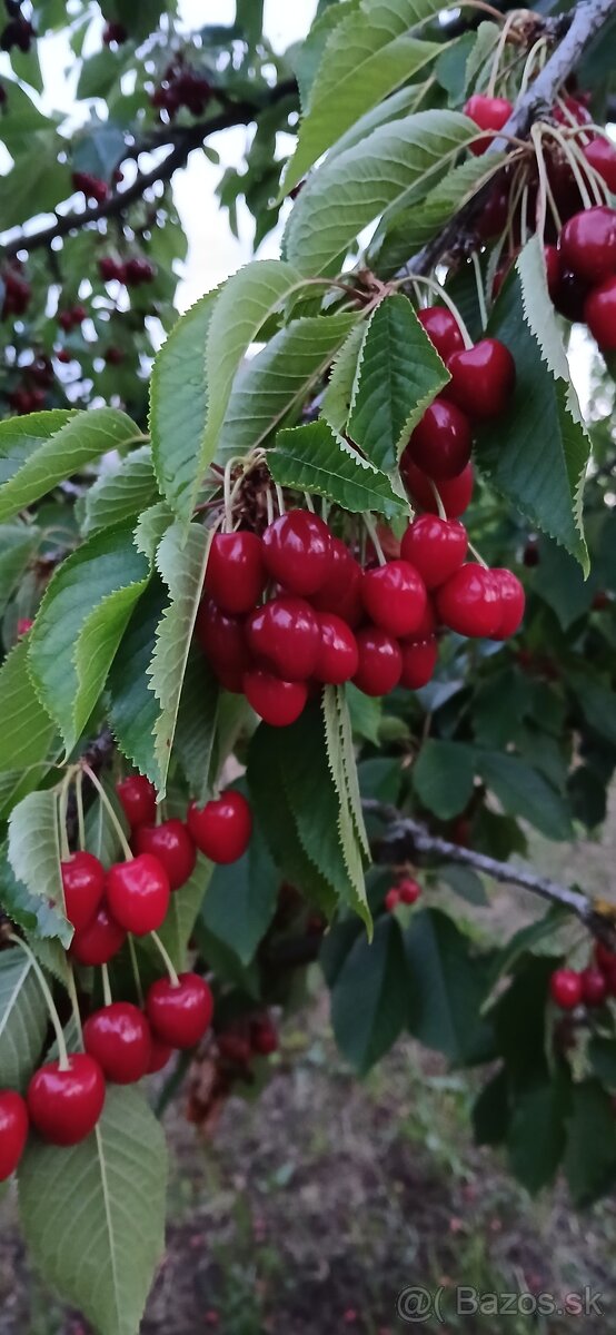 Čerešne