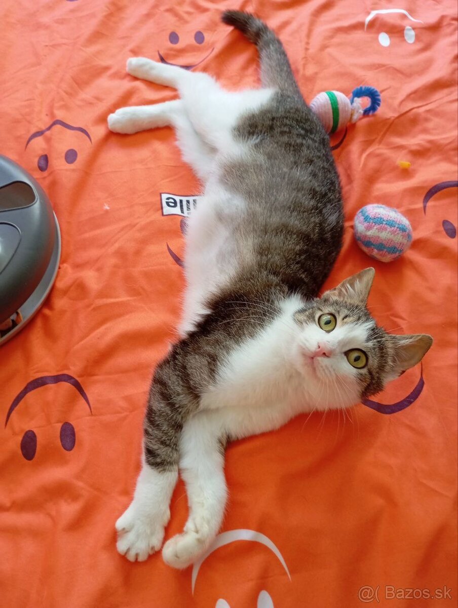 Mačka