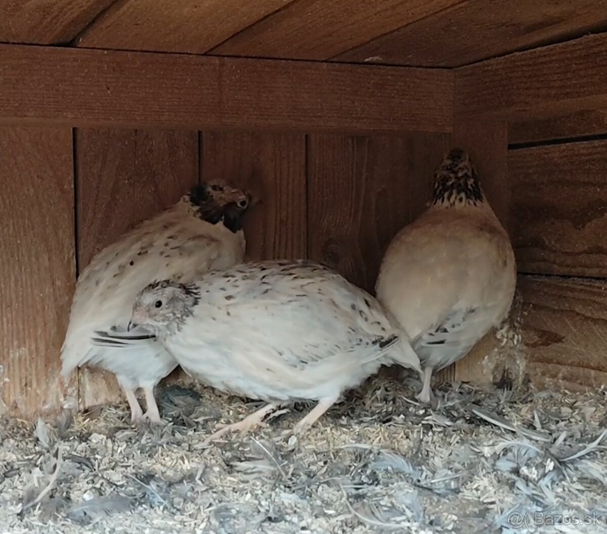 Kohuti prepelica japonska