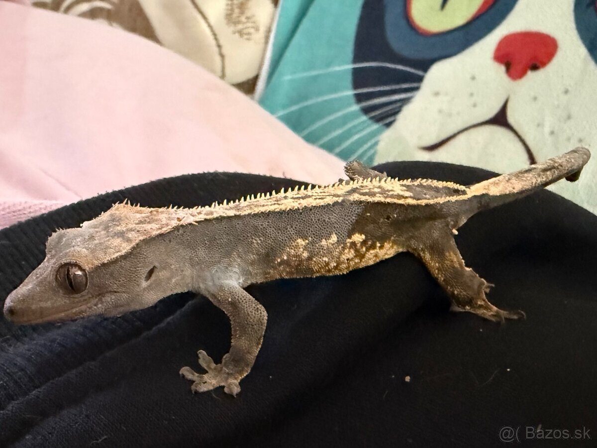 Ponúkam pagekony riasnaté - samce