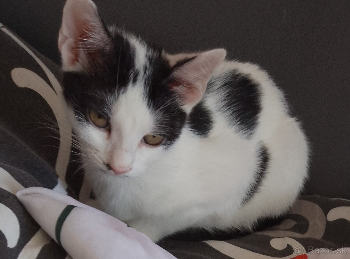 6 mesačné mačiatka