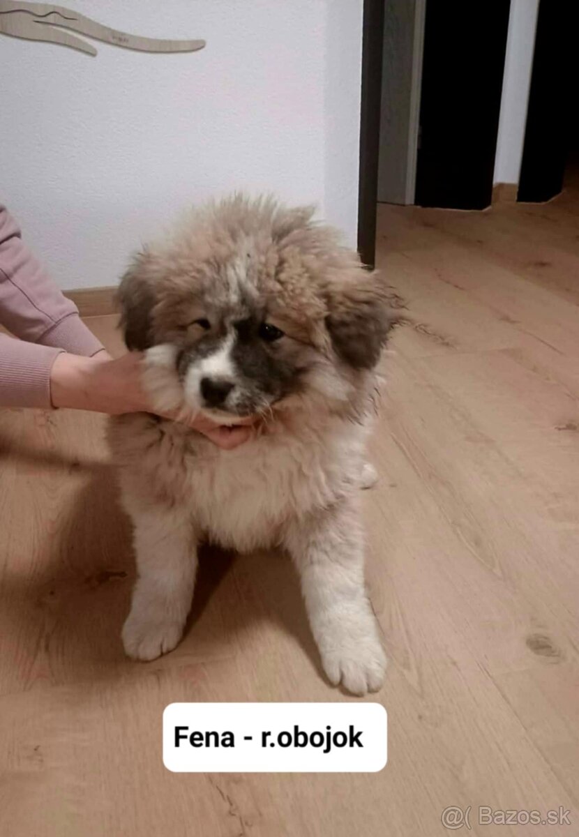 Predám šteniatka Akita inu