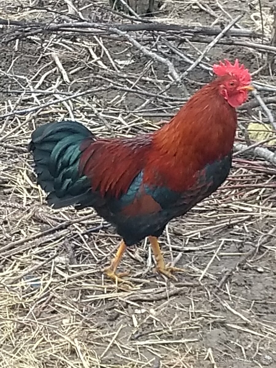 Násadové vajíčka