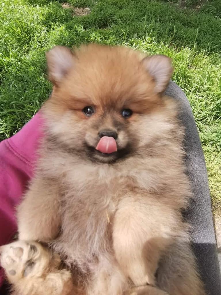 Pomeranian