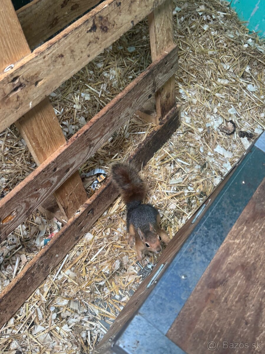 Sciurus anomalus veverička krátkouchá