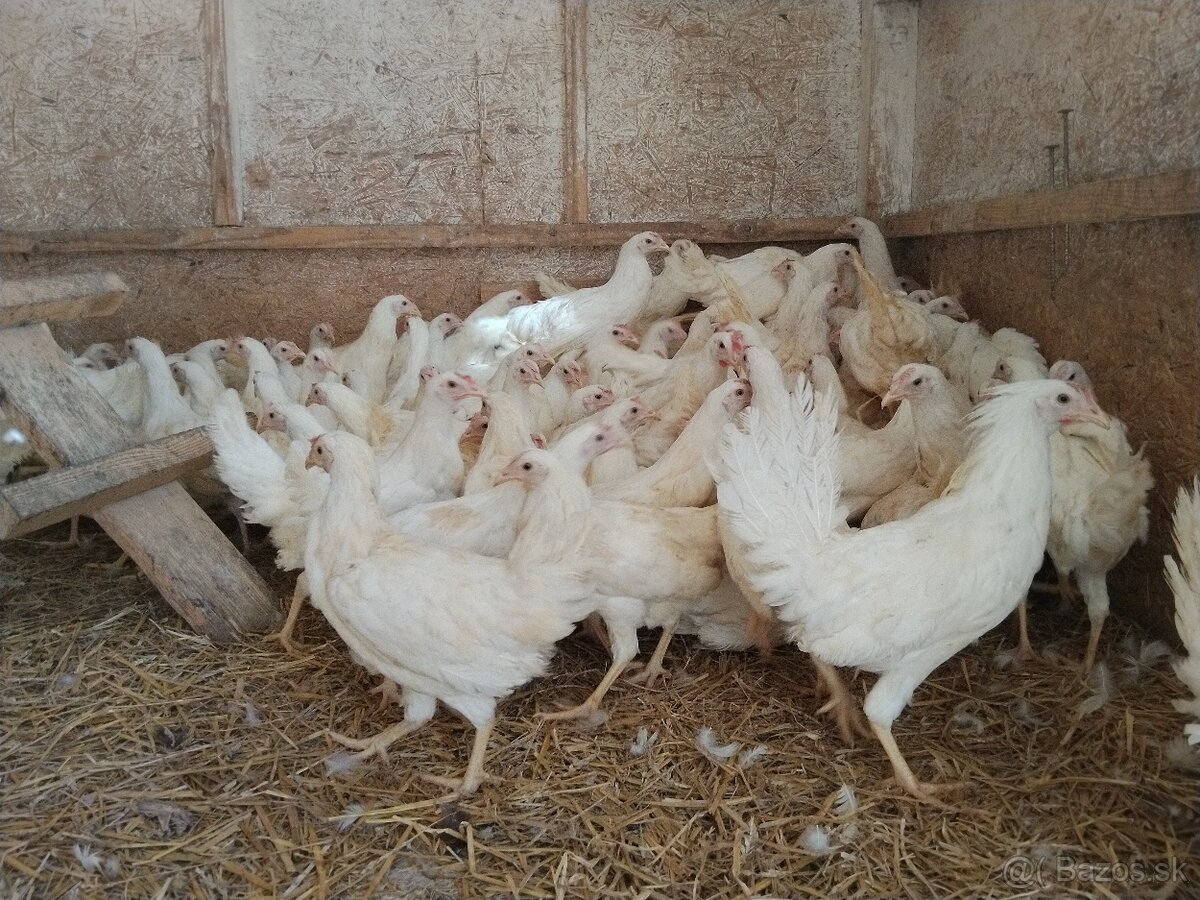 Predám nosnice leghorn