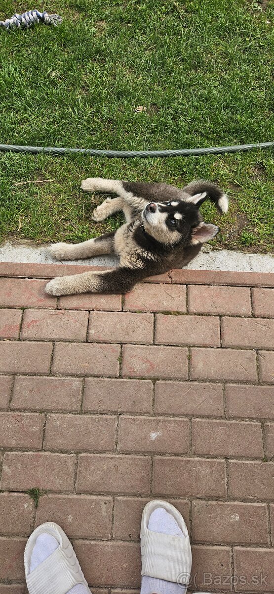 Hasky sučka