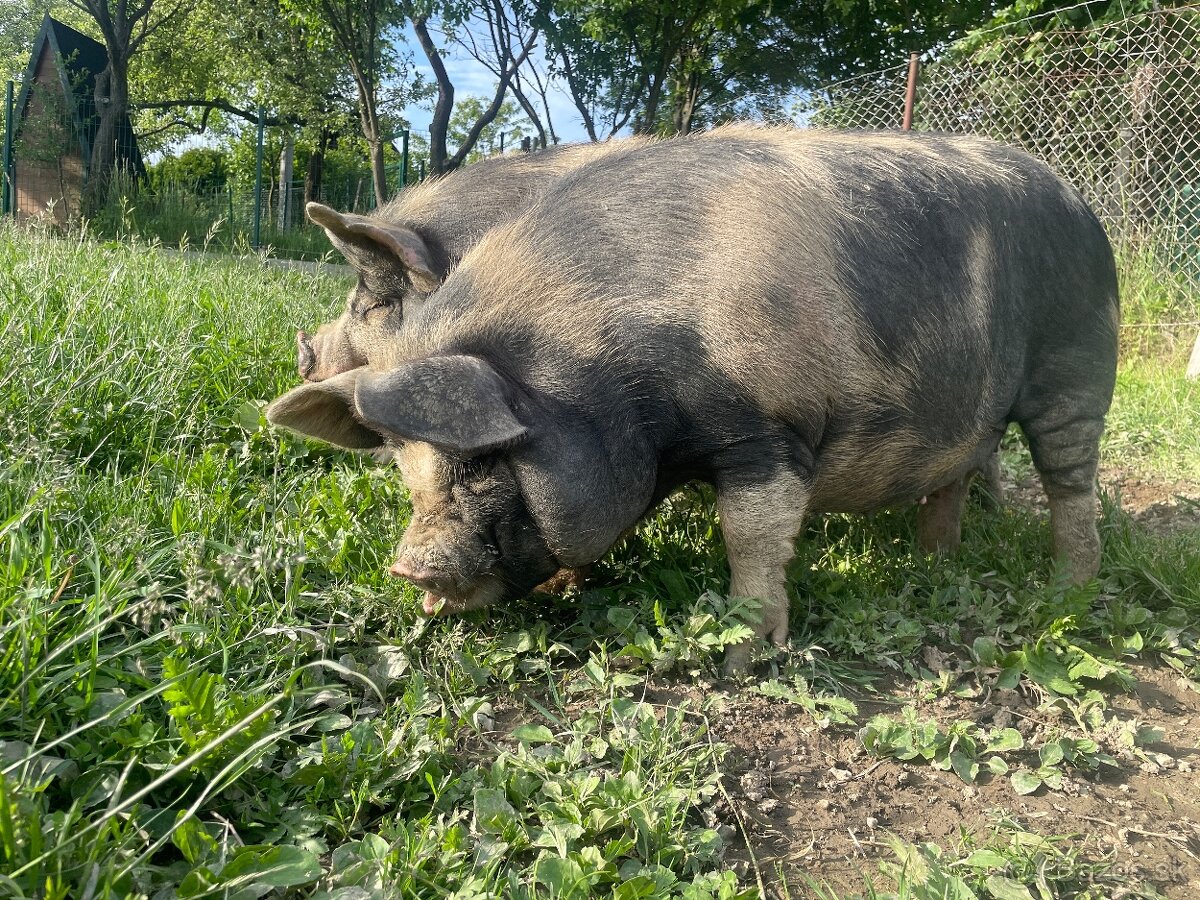 Prasnica Kune Kune